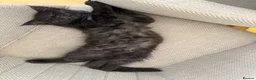 Maine Coon cats for sale: Beautiful Black Smoke Female Kitten - Advert 3