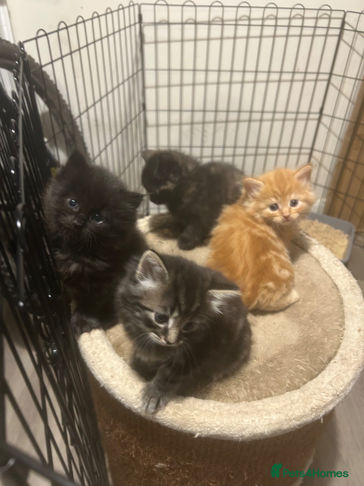 Mixed Breed cats Fluffy kittens  - Advert 1