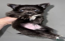 Chihuahua dogs for sale: Long coat Chihuahua puppies - Image 12