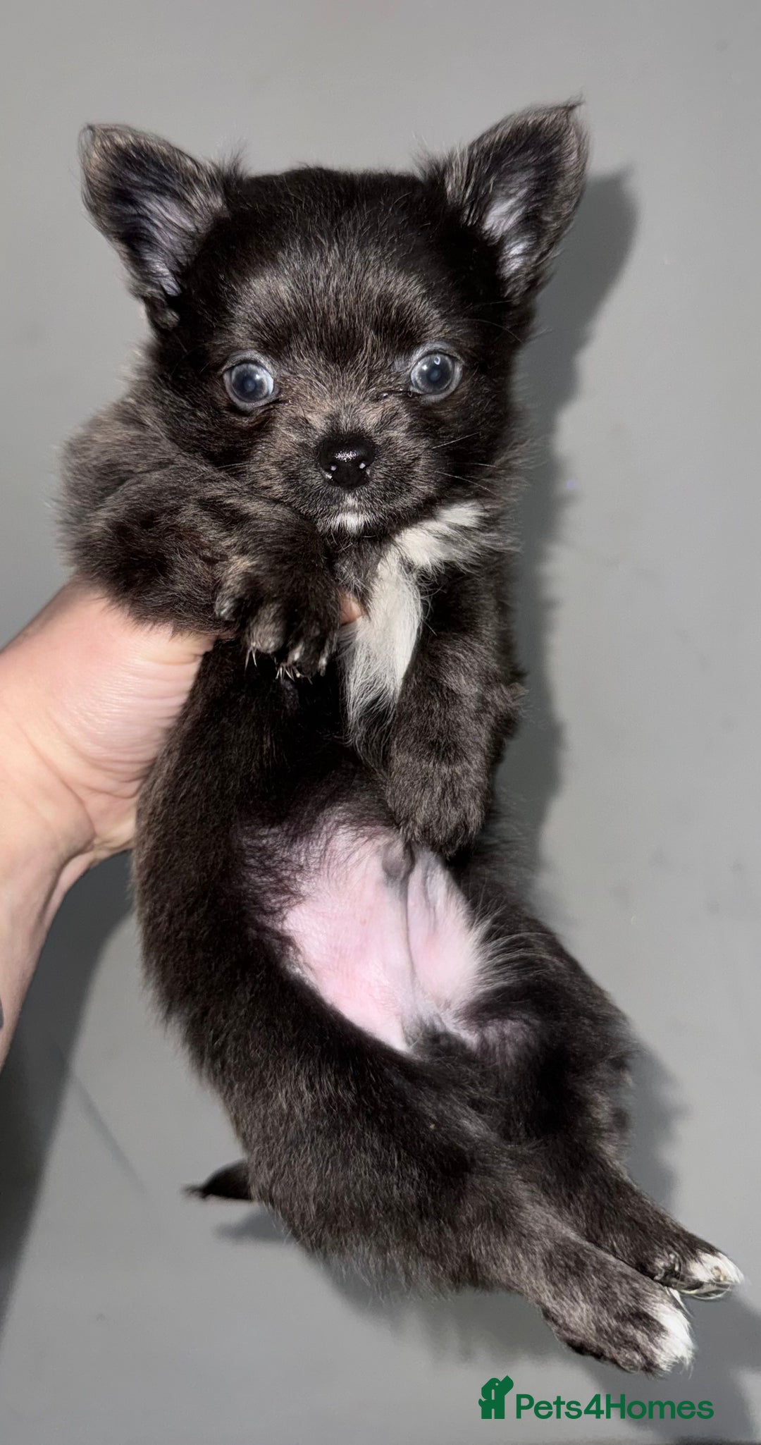 Chihuahua dogs for sale: Long coat Chihuahua puppies - Image 12