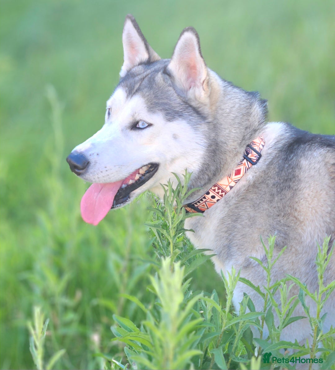 Siberian Husky dogs for stud: Gorgeous boy for stud - Image 1