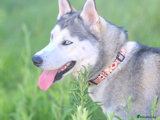 Siberian Husky dogs - Advert 4