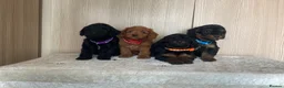 Cockapoo dogs for sale: F1 cockapoo puppy’s  - Advert 9