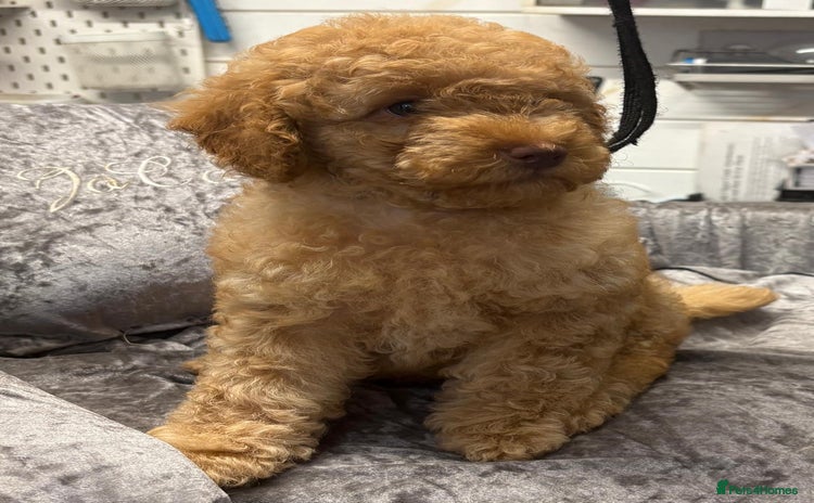 Miniature Poodle dogs - Advert 1