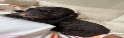 Cockapoo dogs for sale: Reduced! Fully health checked f2 Cockapoo puppy’s  - Advert 17