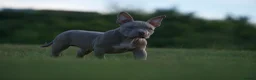 American Bully dogs for sale: Lushion x LaGerza Pocket Bully Puppies  - Advert 6