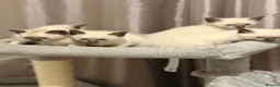 Siamese cats for sale: Fluffy Siamese x Ragdoll Kittens – Blue Eyes - Advert 2