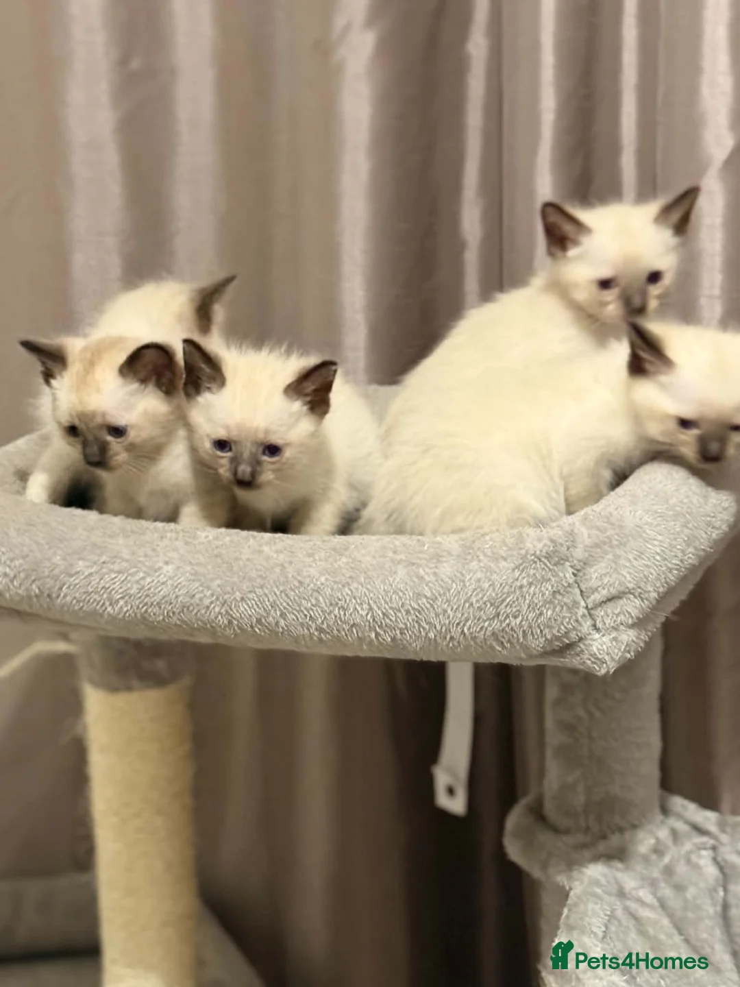Siamese cats for sale: Fluffy Siamese x Ragdoll Kittens – Blue Eyes - Advert 2