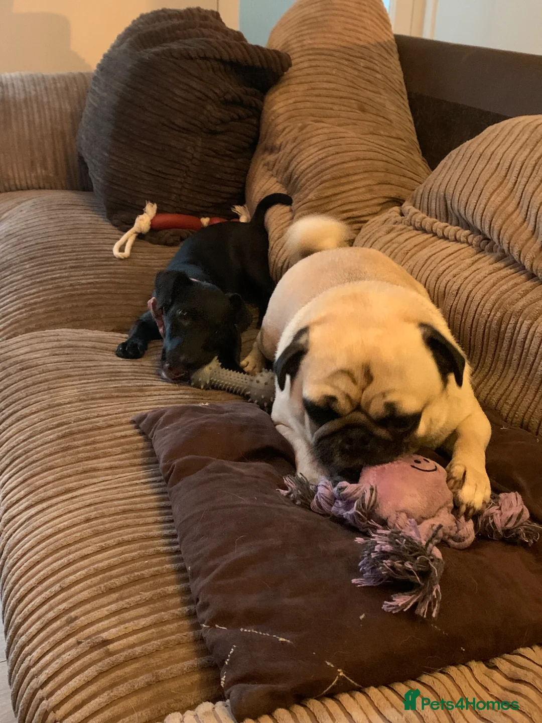 Pug dogs for sale: Pug for sale  - Advert 1