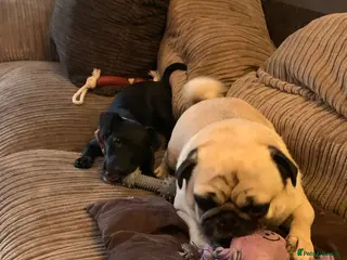 Pug dogs Pug for sale - Advert 9