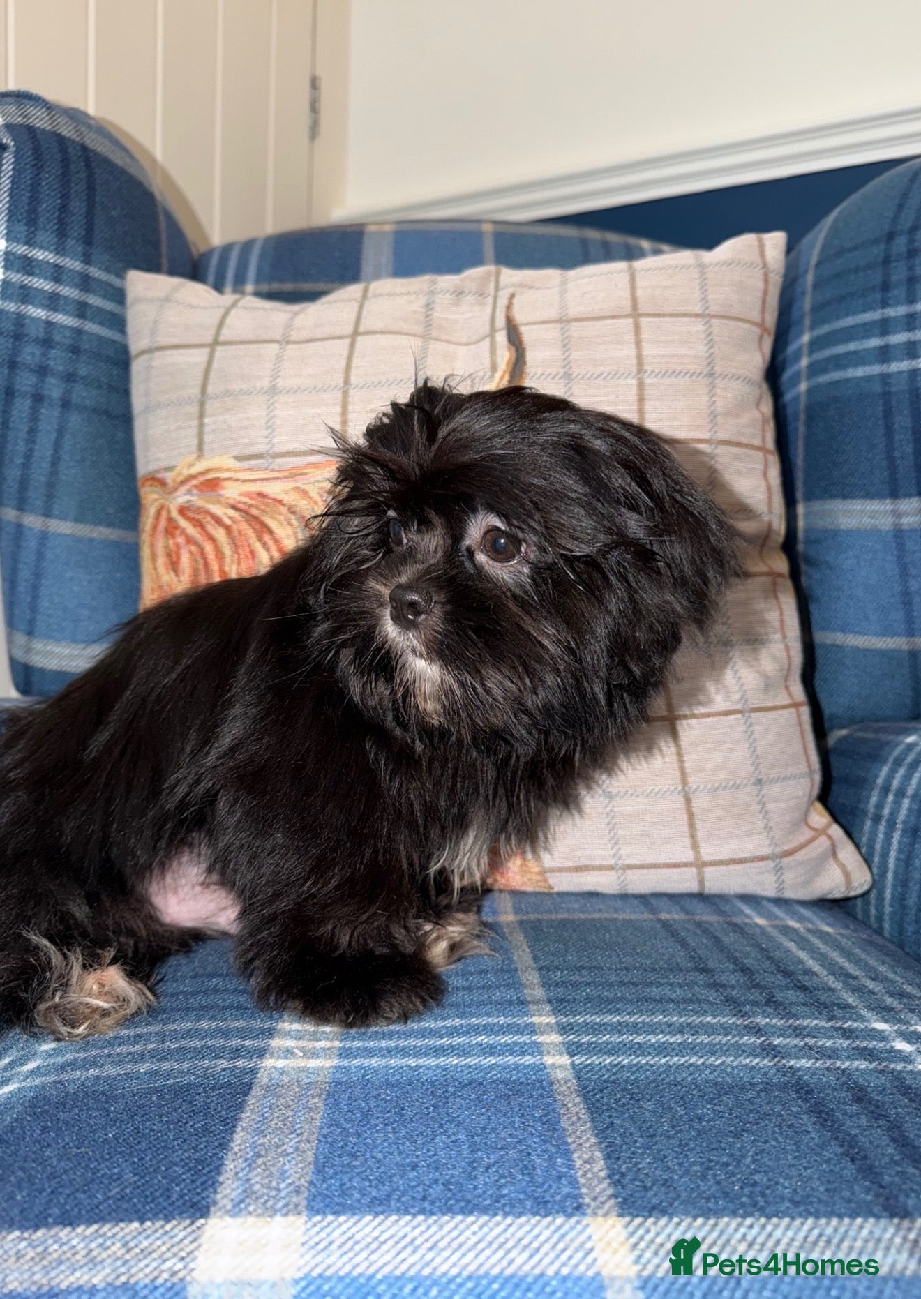 Shih Tzu dogs 💖💙Stunning Black Shih Tzu Puppies💙💖 - Advert 2