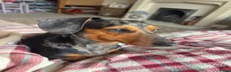 Miniature Dachshund dogs for sale: Miniature dachshund  in Warrington - Advert 6