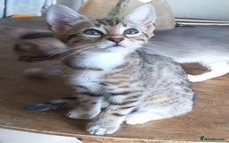 Bengal cats for sale: BENGAL Cross Kittens ♡ BLUE | READY NOW - Image 22