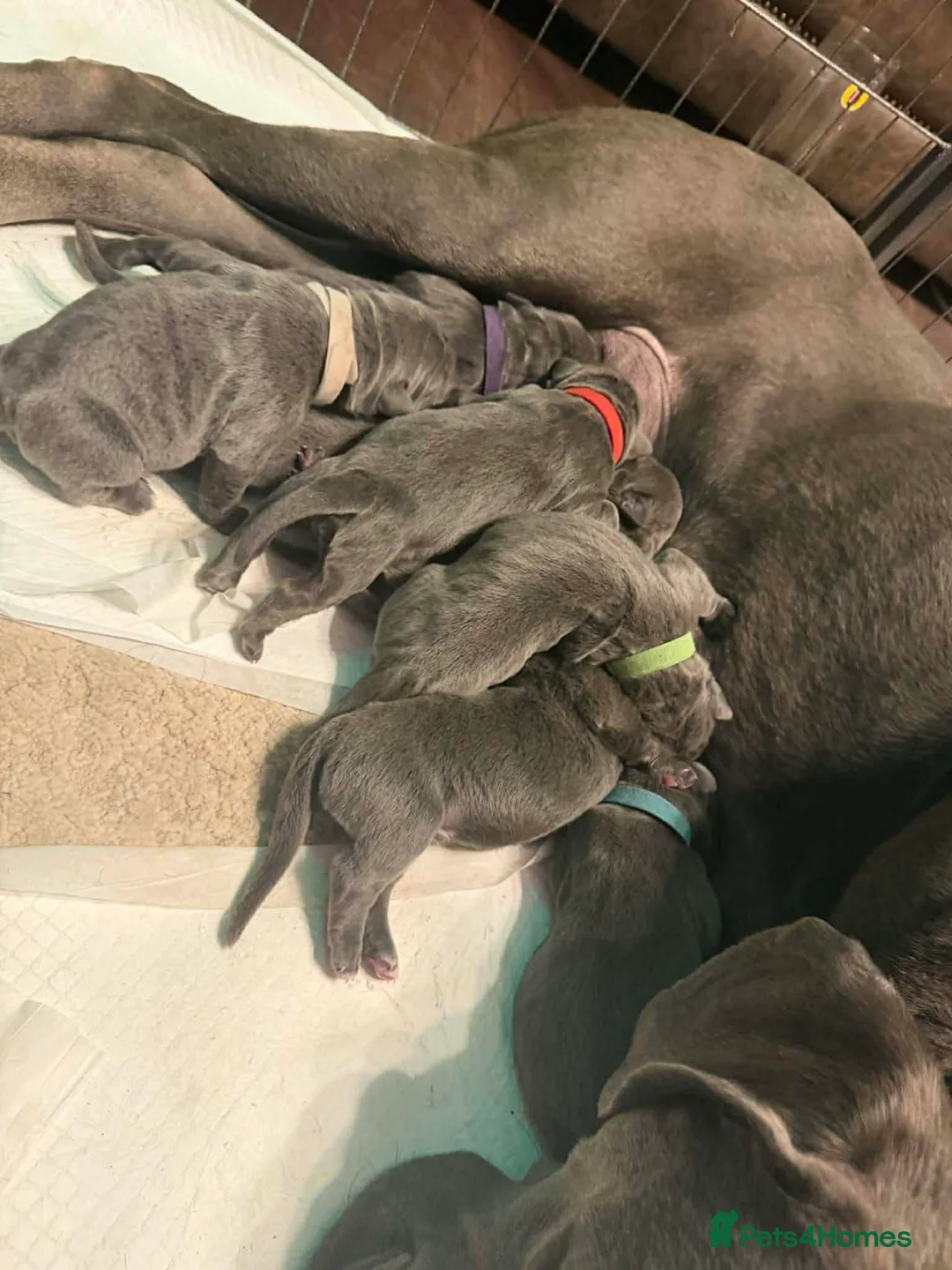 Cane Corso dogs for sale: 9 Beautiful puppies for sale - Advert 5