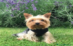 Yorkshire Terrier dogs for stud:  Miniature Experienced Yorkshire Terrier STUD  - Image 1