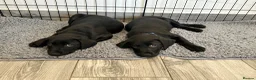 Labrador Retriever dogs for sale: One boy available - 10 weeks old 🐶 - Advert 2