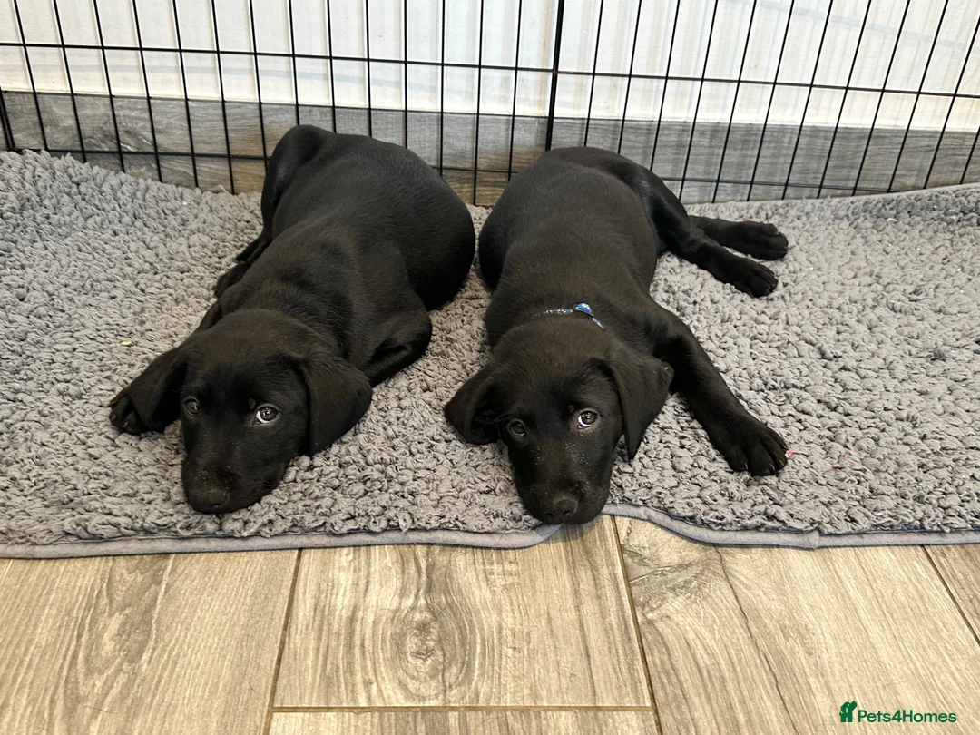 Labrador Retriever dogs for sale: One boy available - 10 weeks old 🐶 - Advert 2