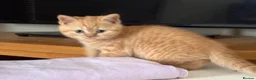 British Shorthair cats for sale: Gorgeous little ginger tabby female in Ipswich - Advert 3