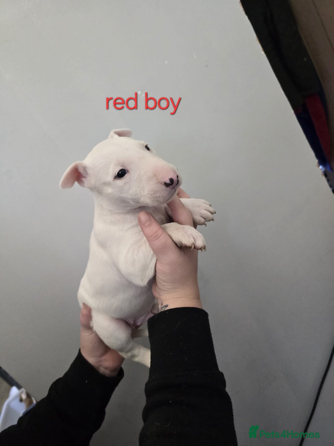 Bull Terrier dogs for sale: 4 English bull terriers - Advert 5