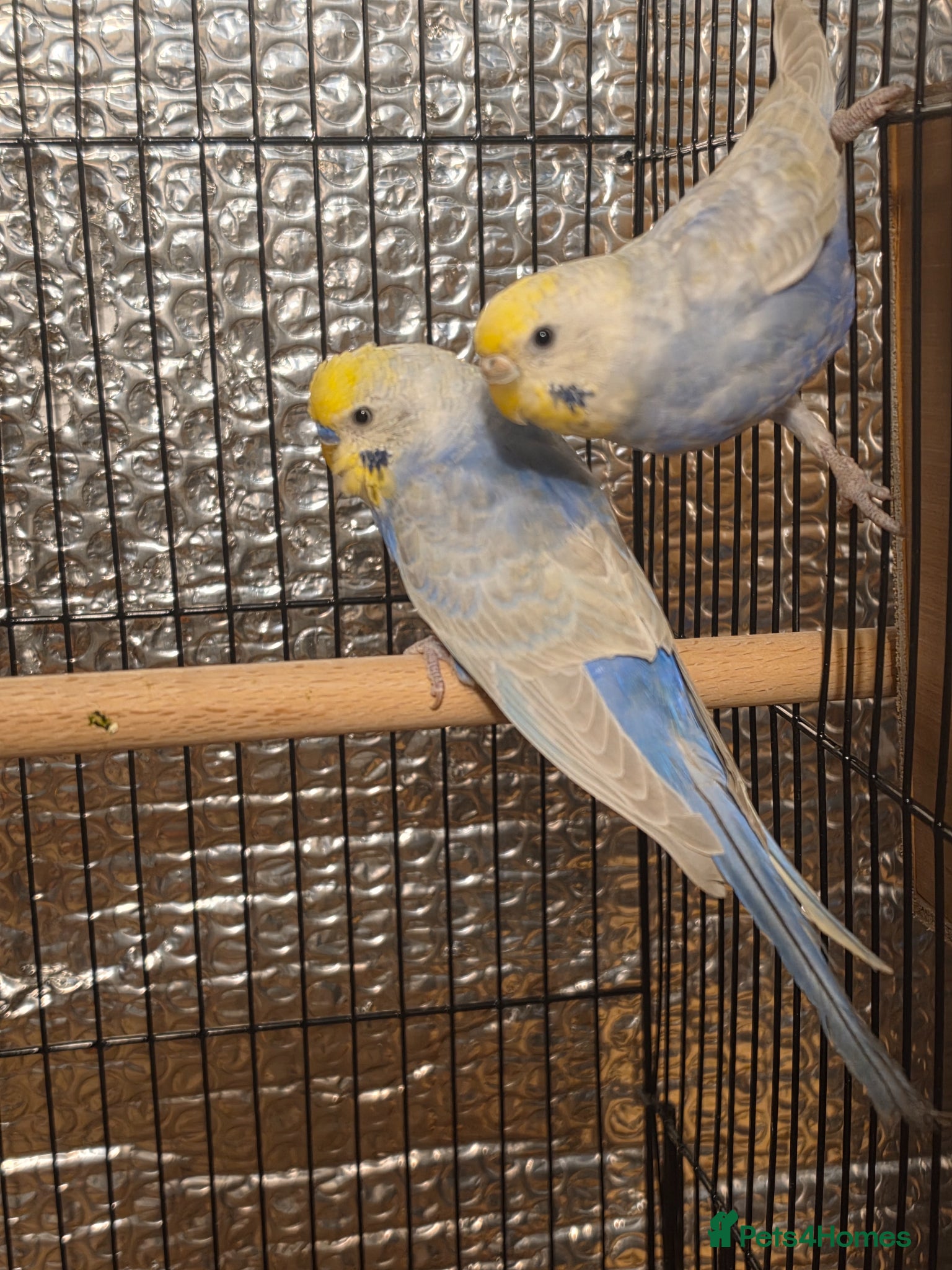 Budgerigars birds Beautiful rainbow budgies - Advert 1