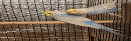 Budgerigars birds for sale: Beautiful rainbow budgies - Advert 1