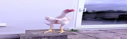 Chickens poultry for sale: WHITE O SHAMO CHICKENS - Advert 17