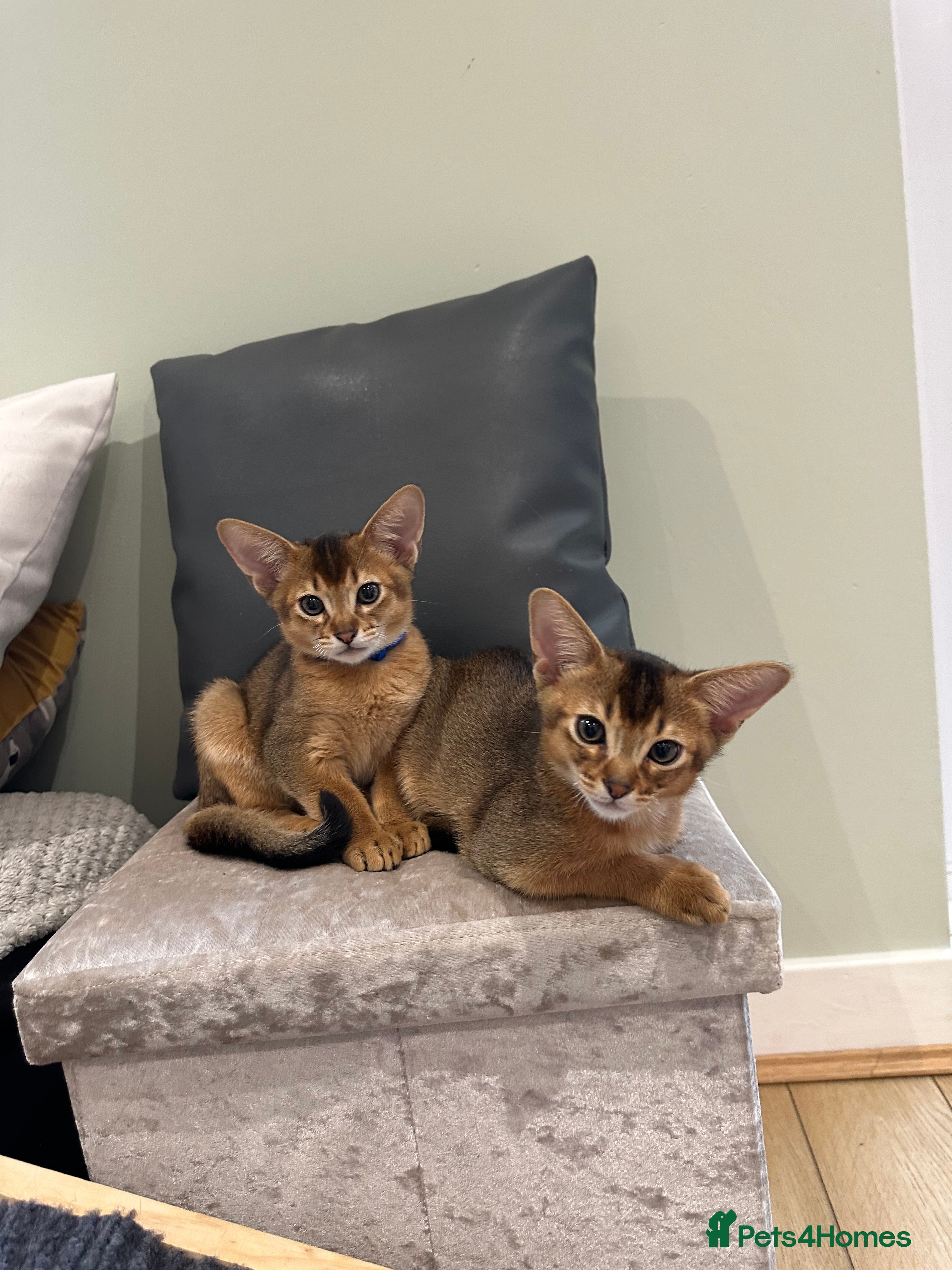 Abyssinian cats Pedigree Abyssinian kittens  - Advert 4