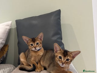 Abyssinian cats Pedigree Abyssinian kittens - Advert 2