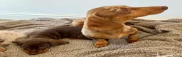 Miniature Dachshund dogs for sale: Miniature Dachshund Boys For Sale  in Blaenau Ffestiniog - Advert 16
