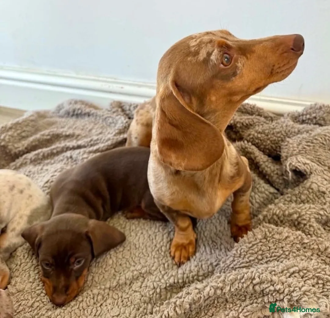 Miniature Dachshund dogs for sale: Miniature Dachshund Boys For Sale  in Blaenau Ffestiniog - Advert 16