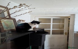 Domestic Shorthair cats for sale: Beloved 3yr old Female cat for sale - Image 2
