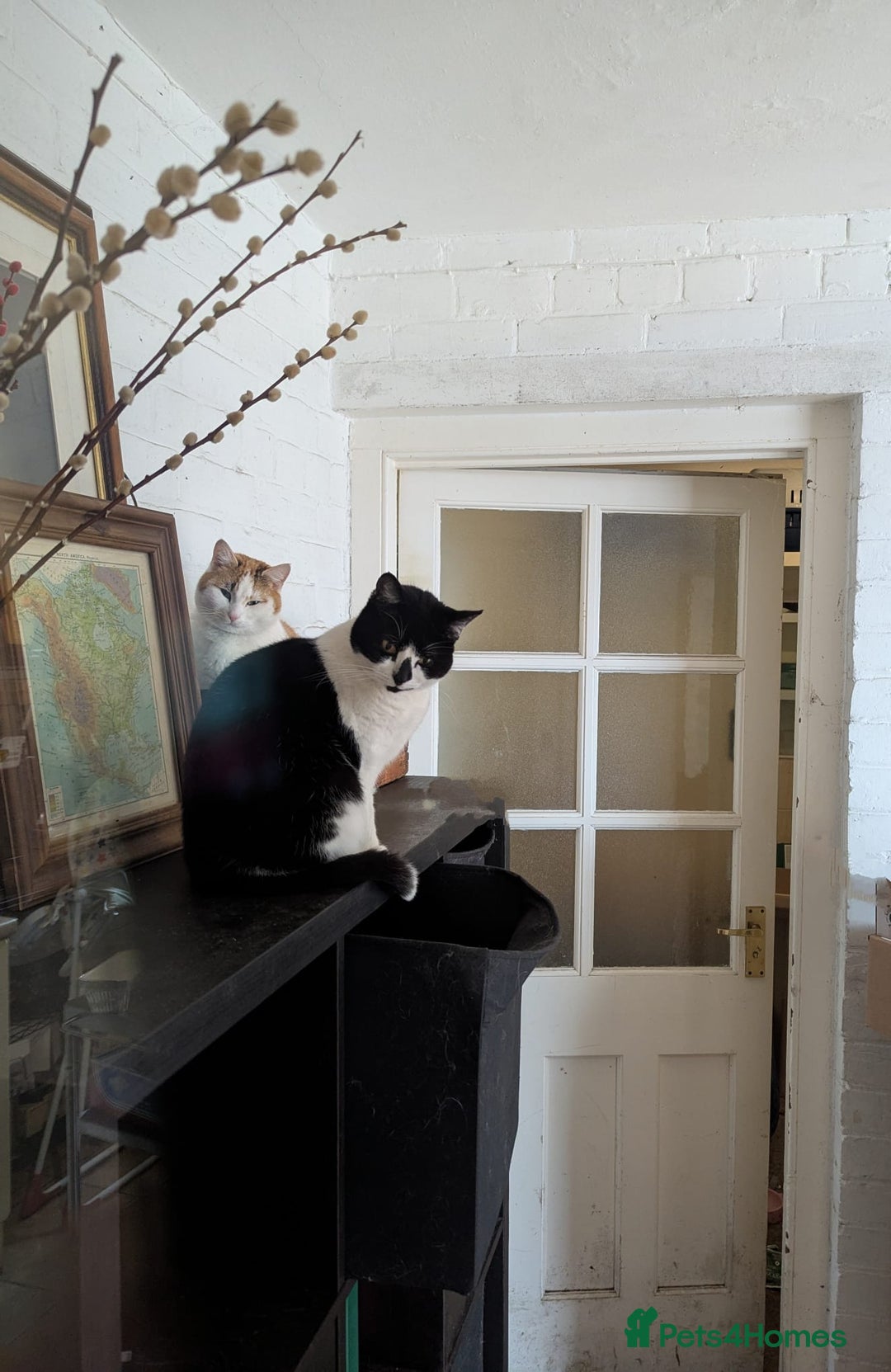 Domestic Shorthair cats for sale: Beloved 3yr old Female cat for sale - Image 2