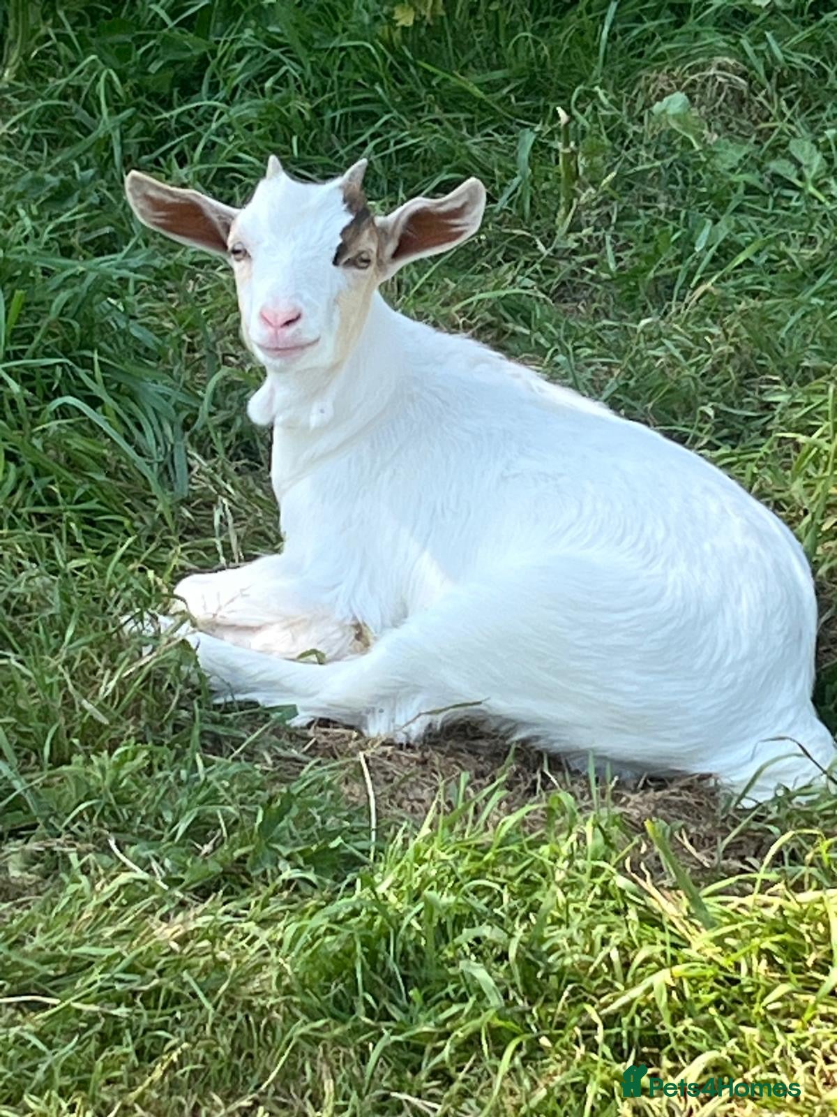 Goats livestock Kids for Sale - Advert 2