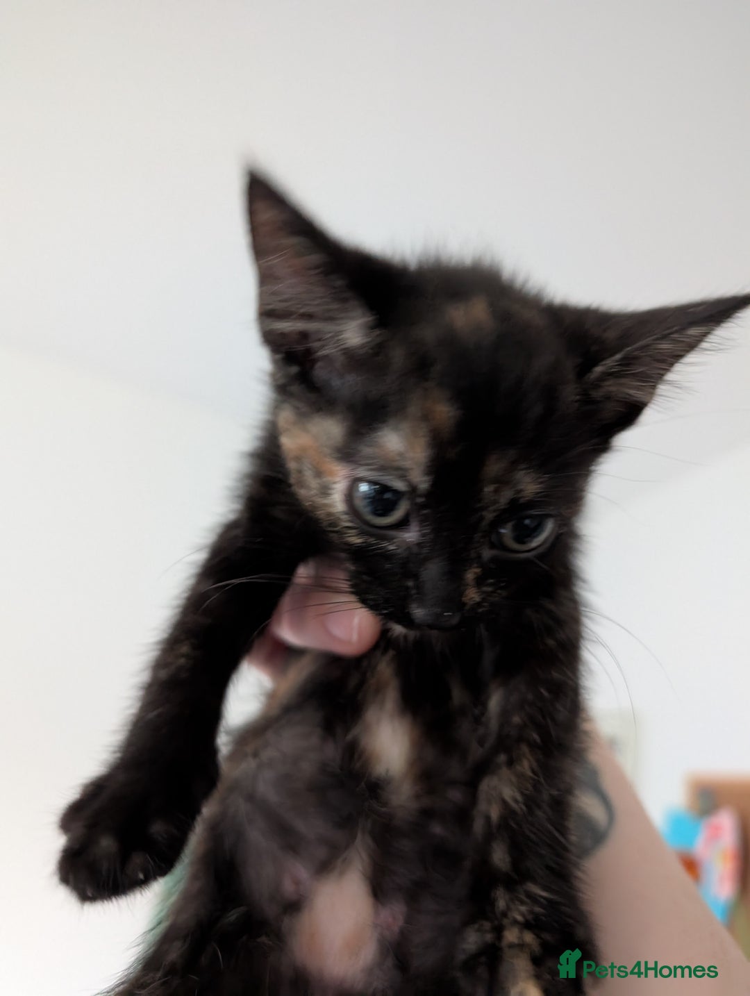 Mixed Breed cats for sale: Female 8 week old kittens for sale  - Image 3