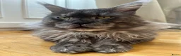 Maine Coon cats for sale: Stunning Black And Blue Smoke Pedigree Maine Coons - Advert 14