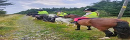 Welsh Section A horses for sale: Unregistered welsh a ponies  in Cumnock - Advert 4