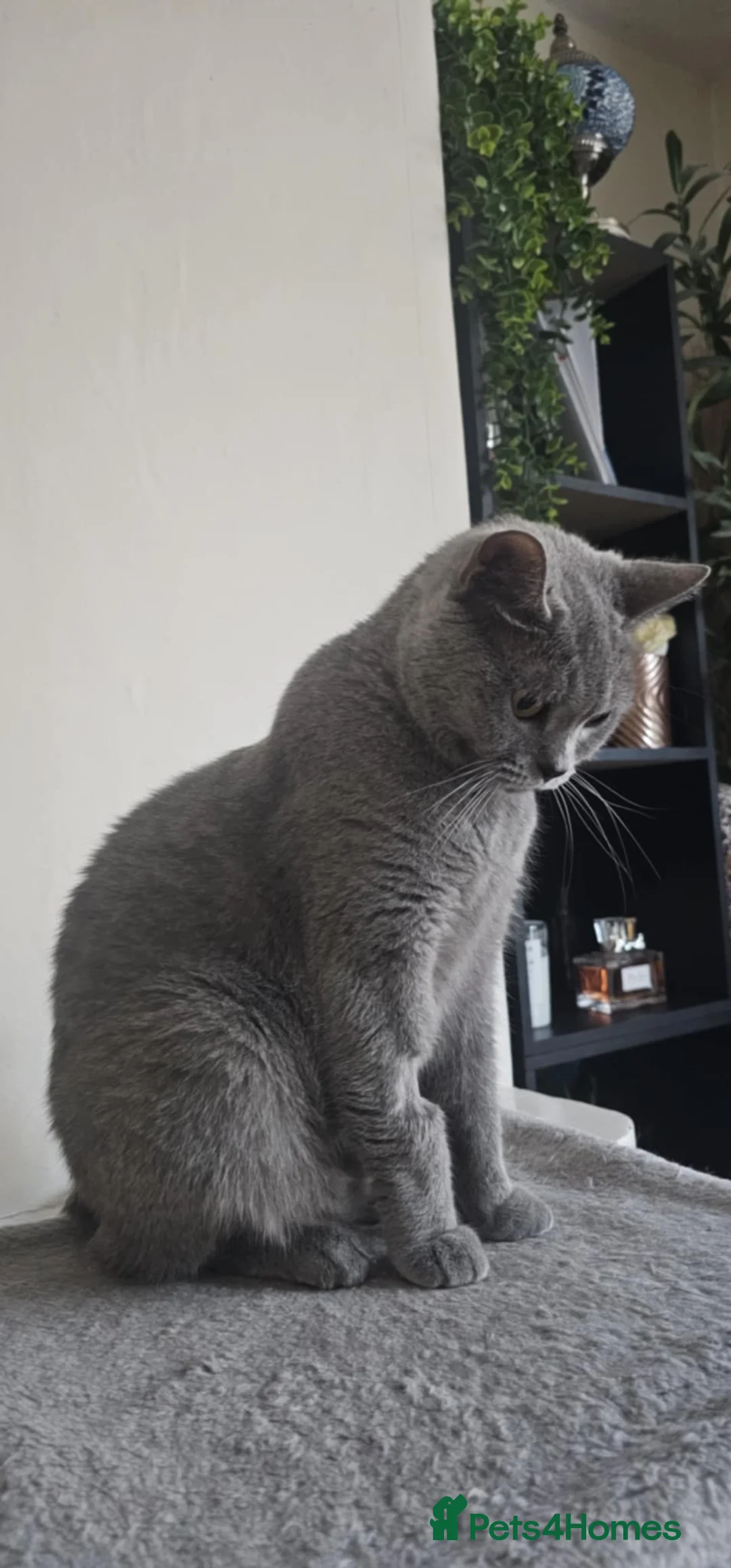 British Shorthair cats for sale: British shorthair cat GCCF - Advert 2