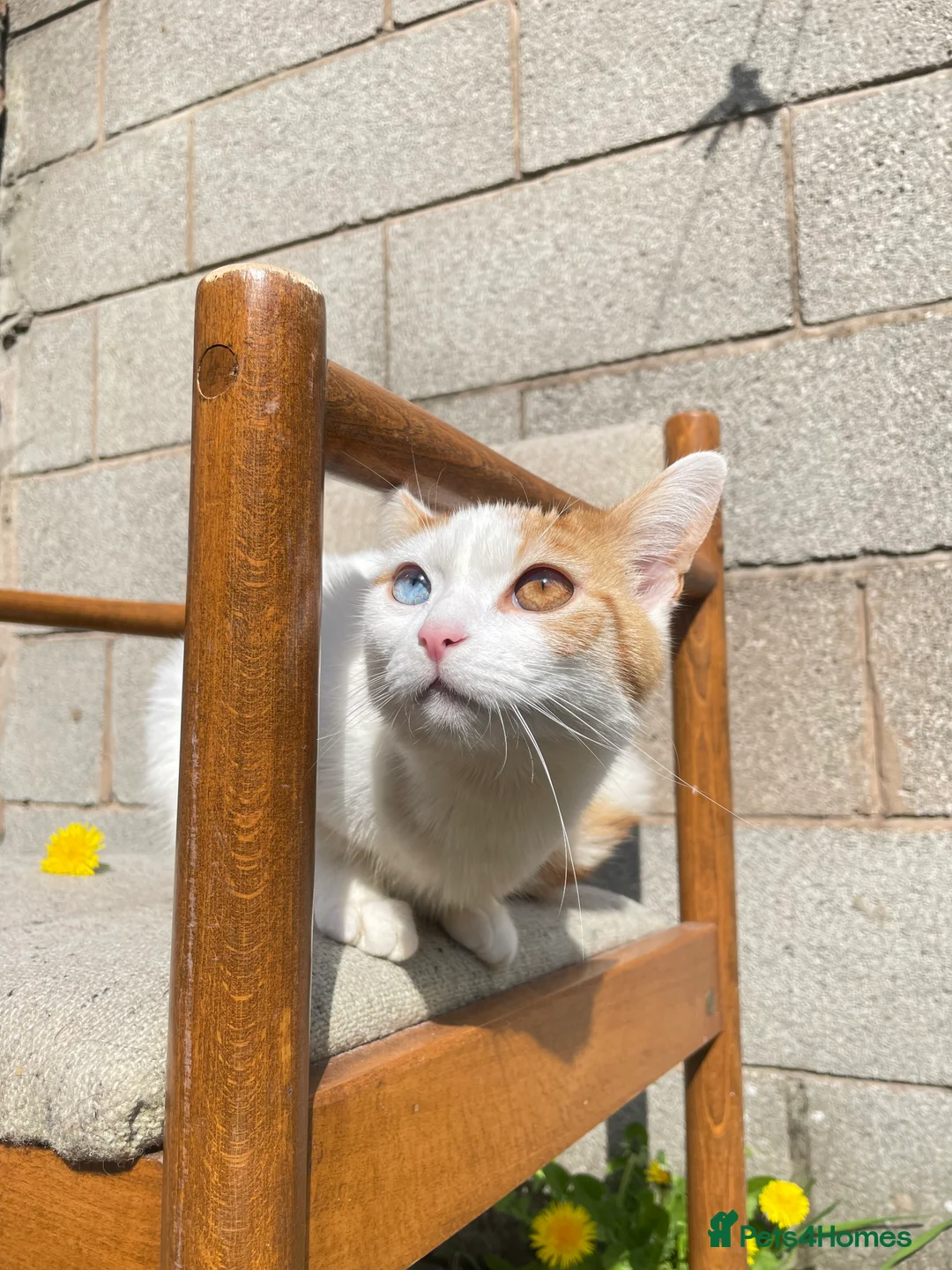 Mixed Breed cats for sale: Kitten and mother cat for sale individually  in Oldham - Advert 8