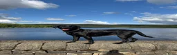 Labrador Retriever dogs for sale: KC Registered beautiful working labrador puppies in Oldham - Advert 2
