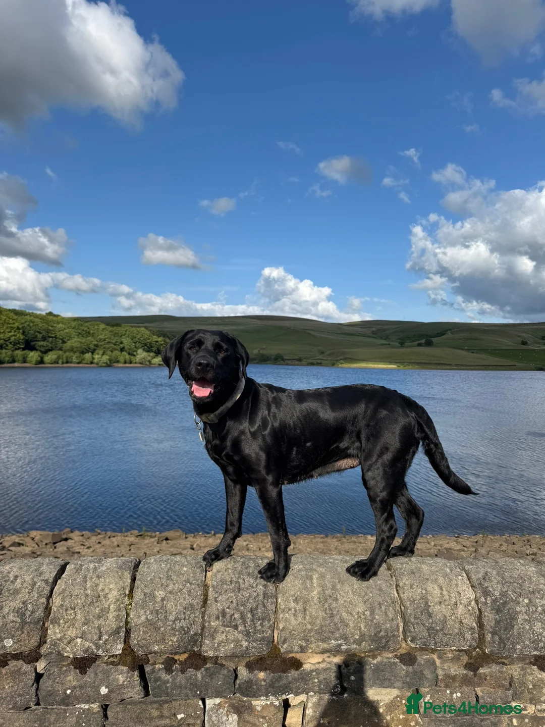 Labrador Retriever dogs for sale: KC Registered beautiful working labrador puppies in Oldham - Advert 2