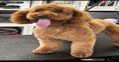 Cockapoo dogs - Advert 13