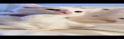 Turkish Van cats for sale: Turkish Van Kittens – Ready for Loving Homes - Advert 14
