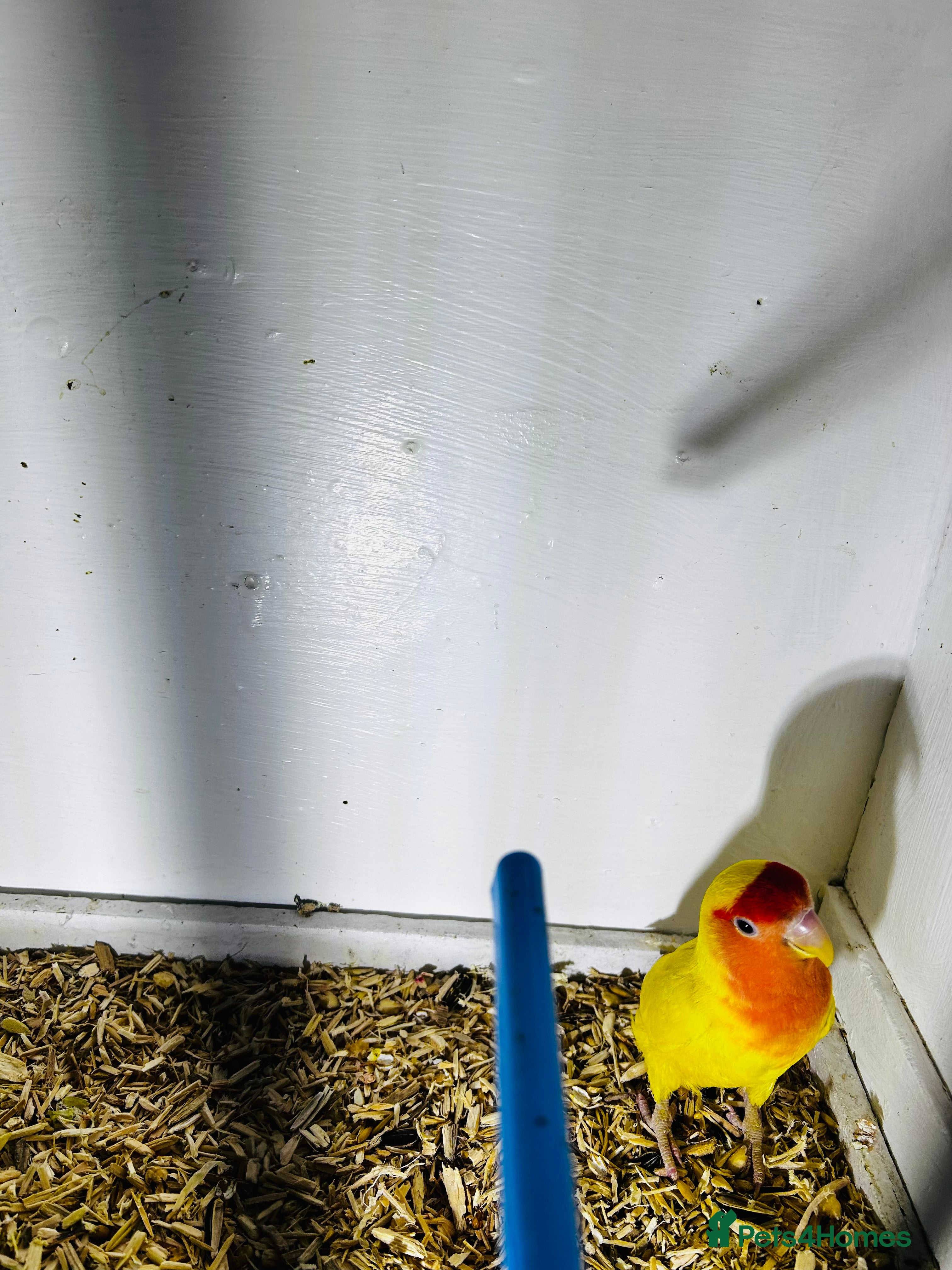 Lovebirds birds Breeding pair of lovebirds  - Advert 6