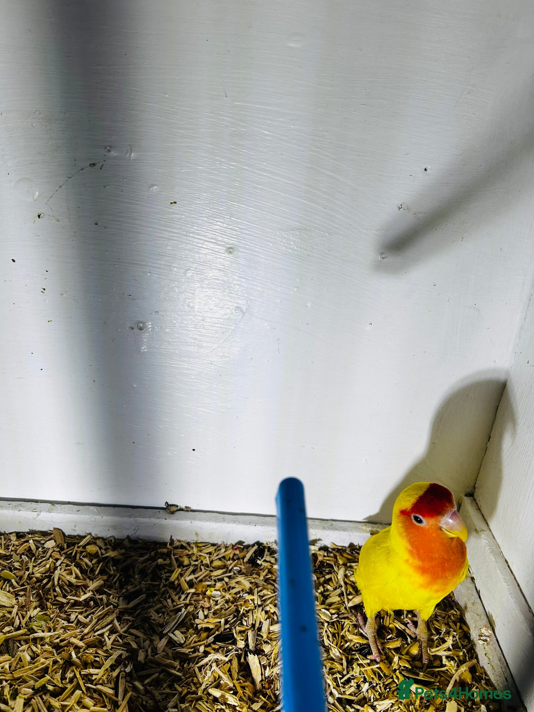 Lovebirds birds for sale: Breeding pair of lovebirds  - Advert 2