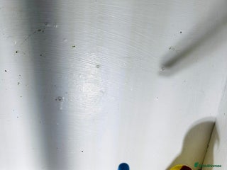 Lovebirds birds Breeding pair of lovebirds - Advert 6