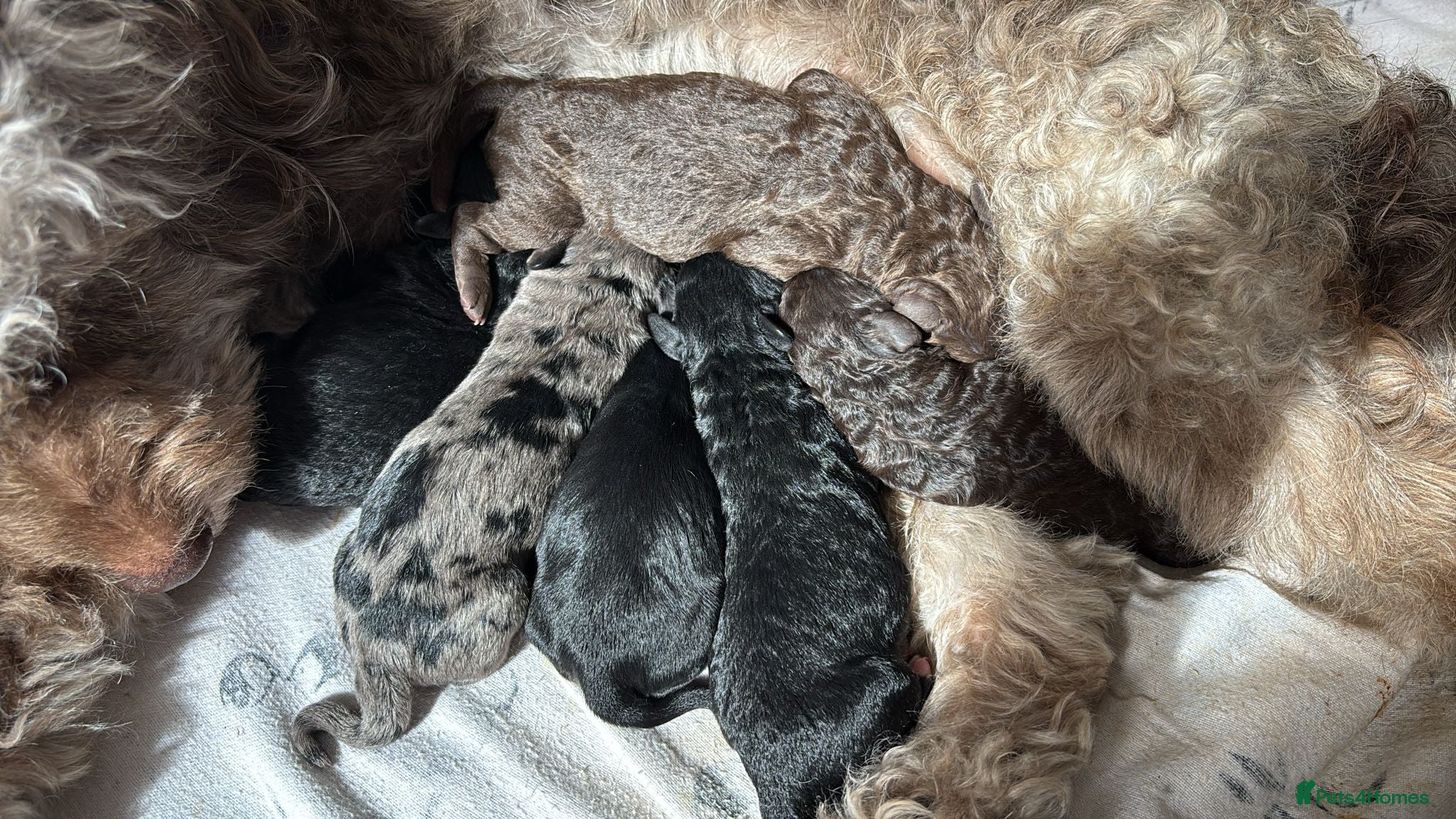 Cockapoo dogs **STUNNING F2 COCKAPOO PUPPIES** - Advert 1