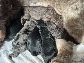 Cockapoo dogs **STUNNING F2 COCKAPOO PUPPIES** - Advert 1