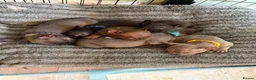 French Bulldog dogs for sale: Beautiful Frenchbulldog Puppies in Colwyn Bay - Advert 22