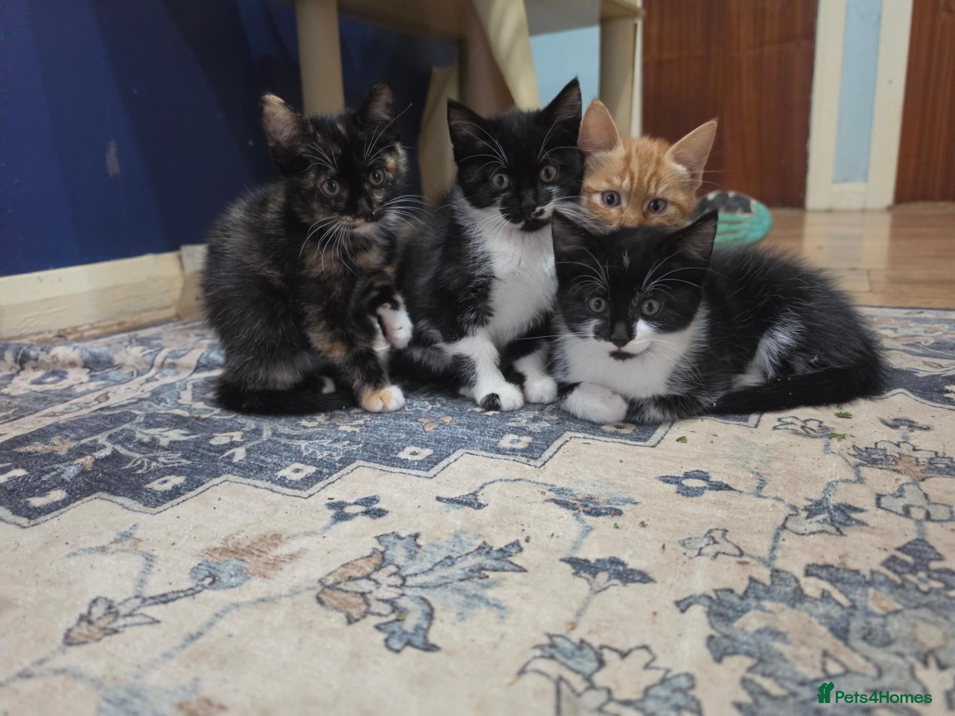 Mixed Breed cats Confident Kittens ready for new homes - Advert 15