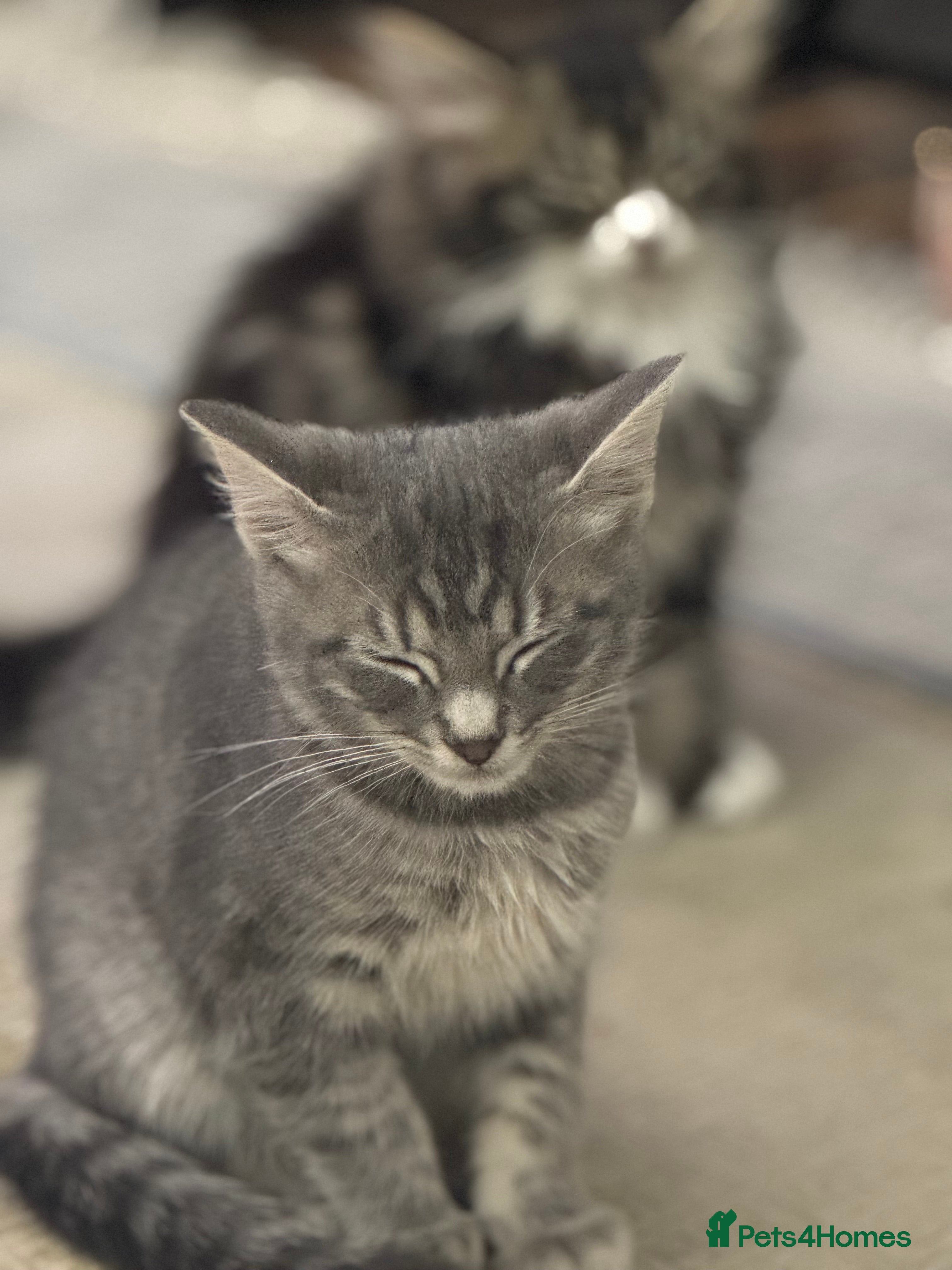 Domestic Shorthair cats 2 beautiful kittens grey and tabby  in London - Advert 5